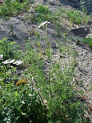 gilia tricolor